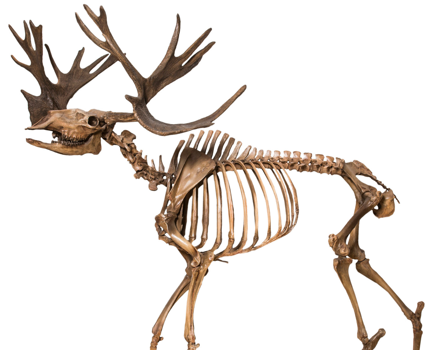 Extinct Cervalces Scotti Moose Glossy Poster Picture Photo Print Banner Booma Prints