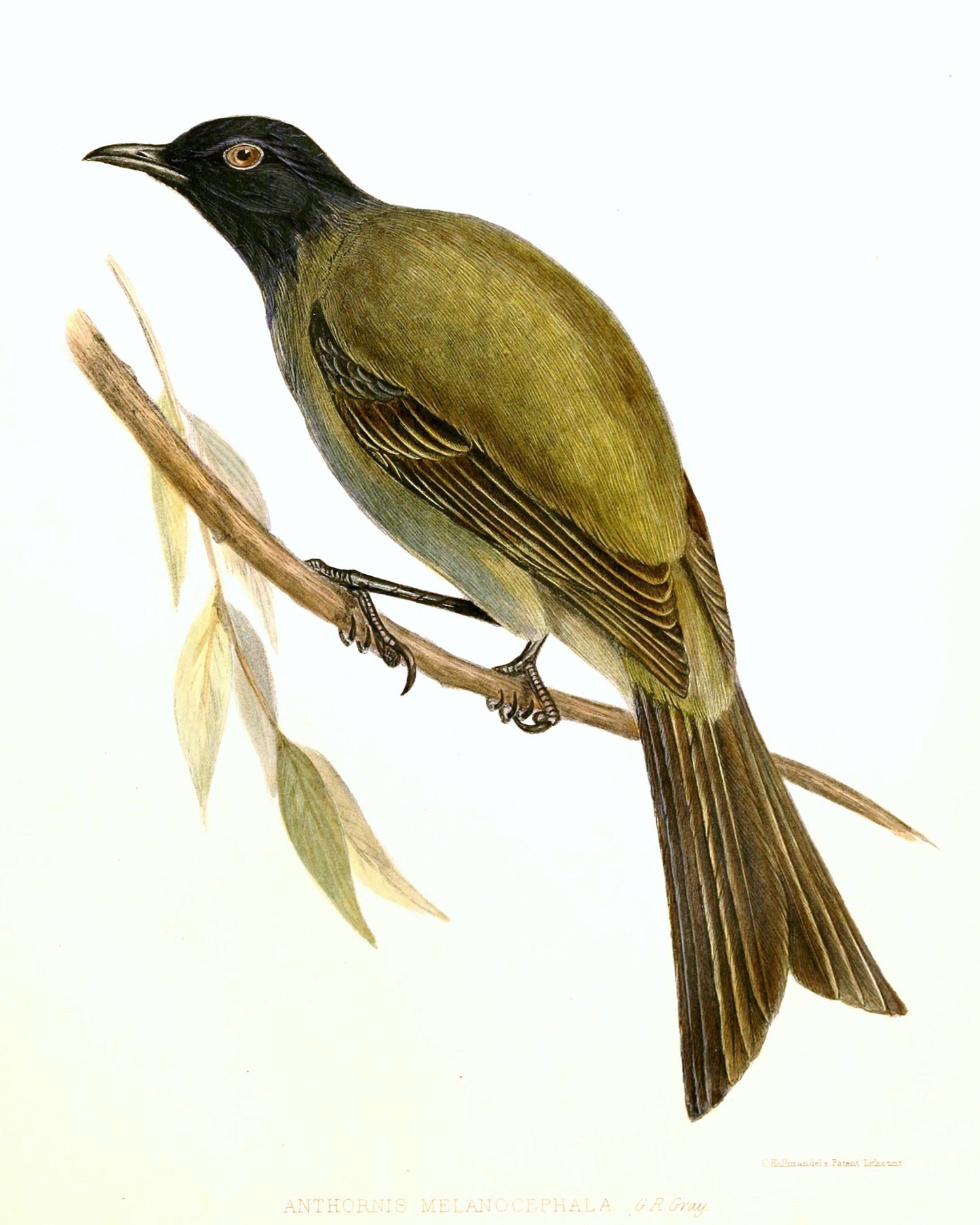 Extinct Chatham Bellbird Glossy Poster Picture Photo Print Banner Booma Prints