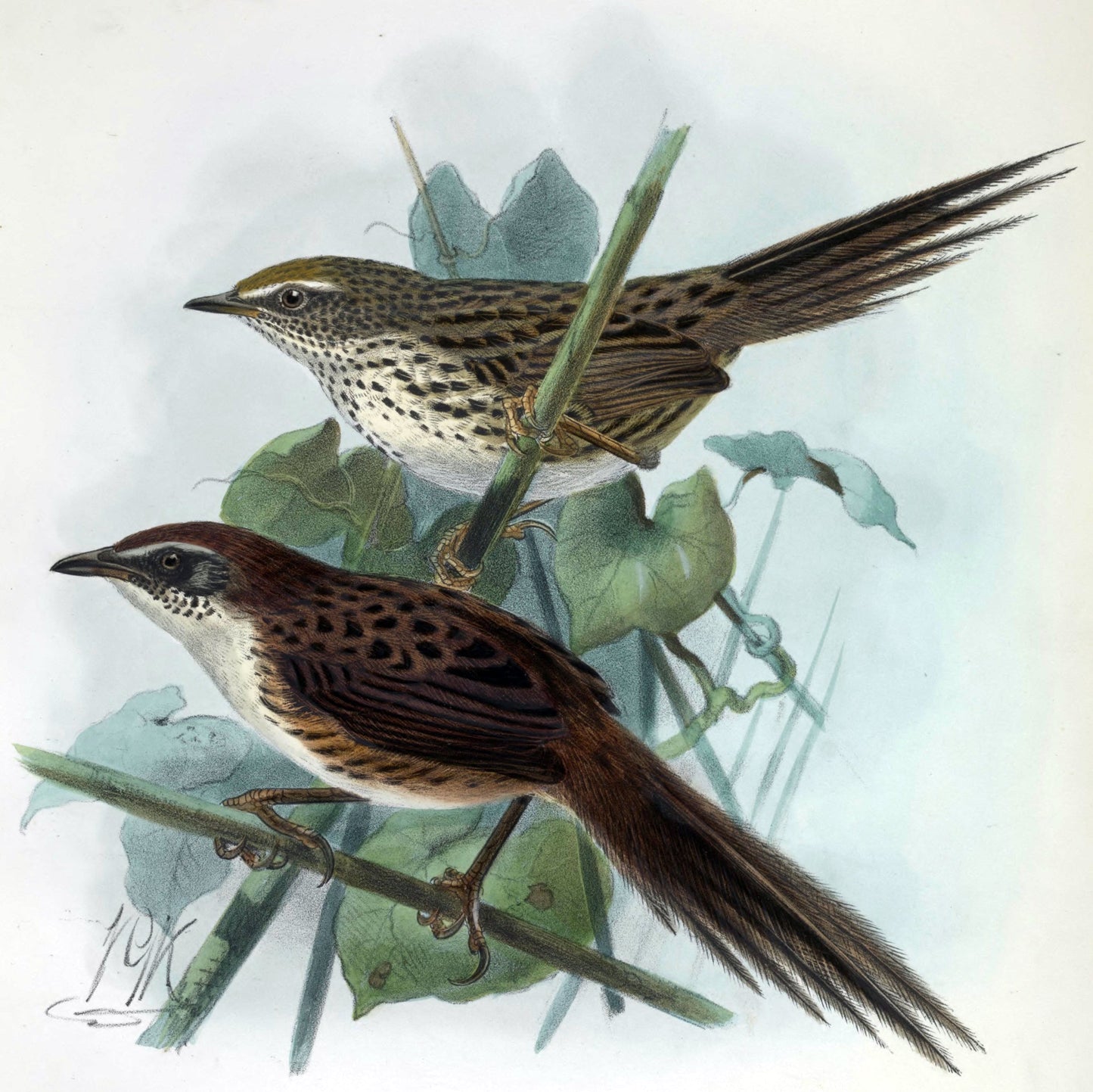 Extinct Chatham Fernbird Glossy Poster Picture Photo Print Banner Booma Prints
