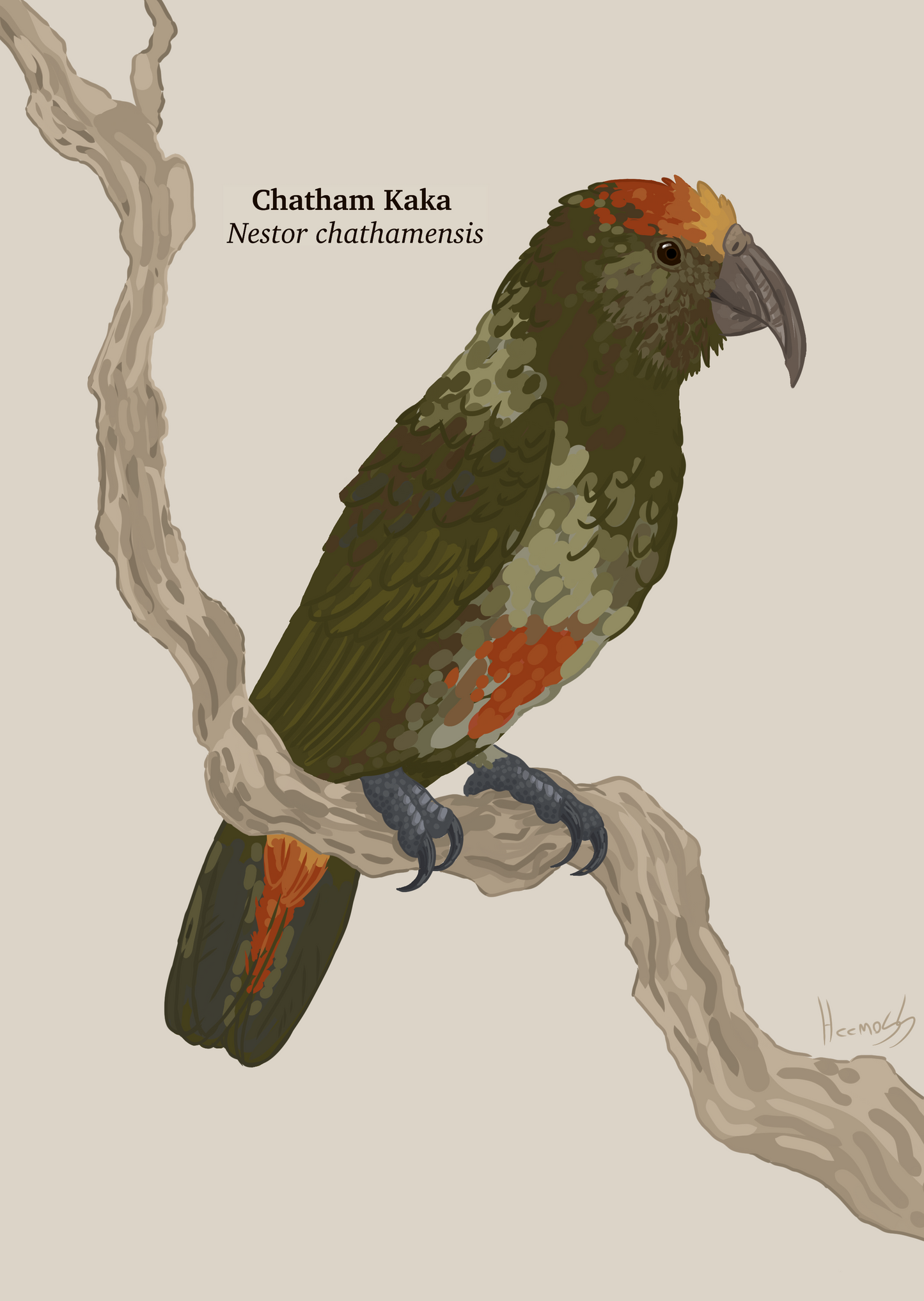 Extinct Chatham Kaka Chatham K?K? Glossy Poster Picture Photo Print Banner Booma Prints
