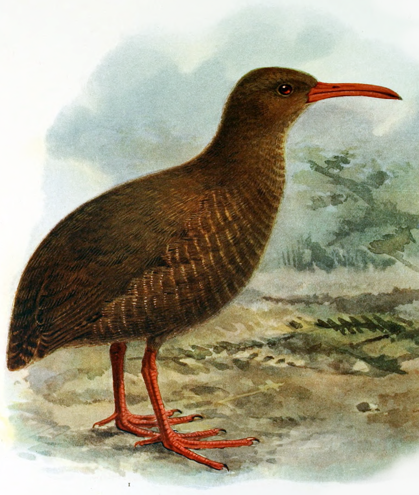 Extinct Chatham Rail Bird Glossy Poster Picture Photo Print Banner Booma Prints