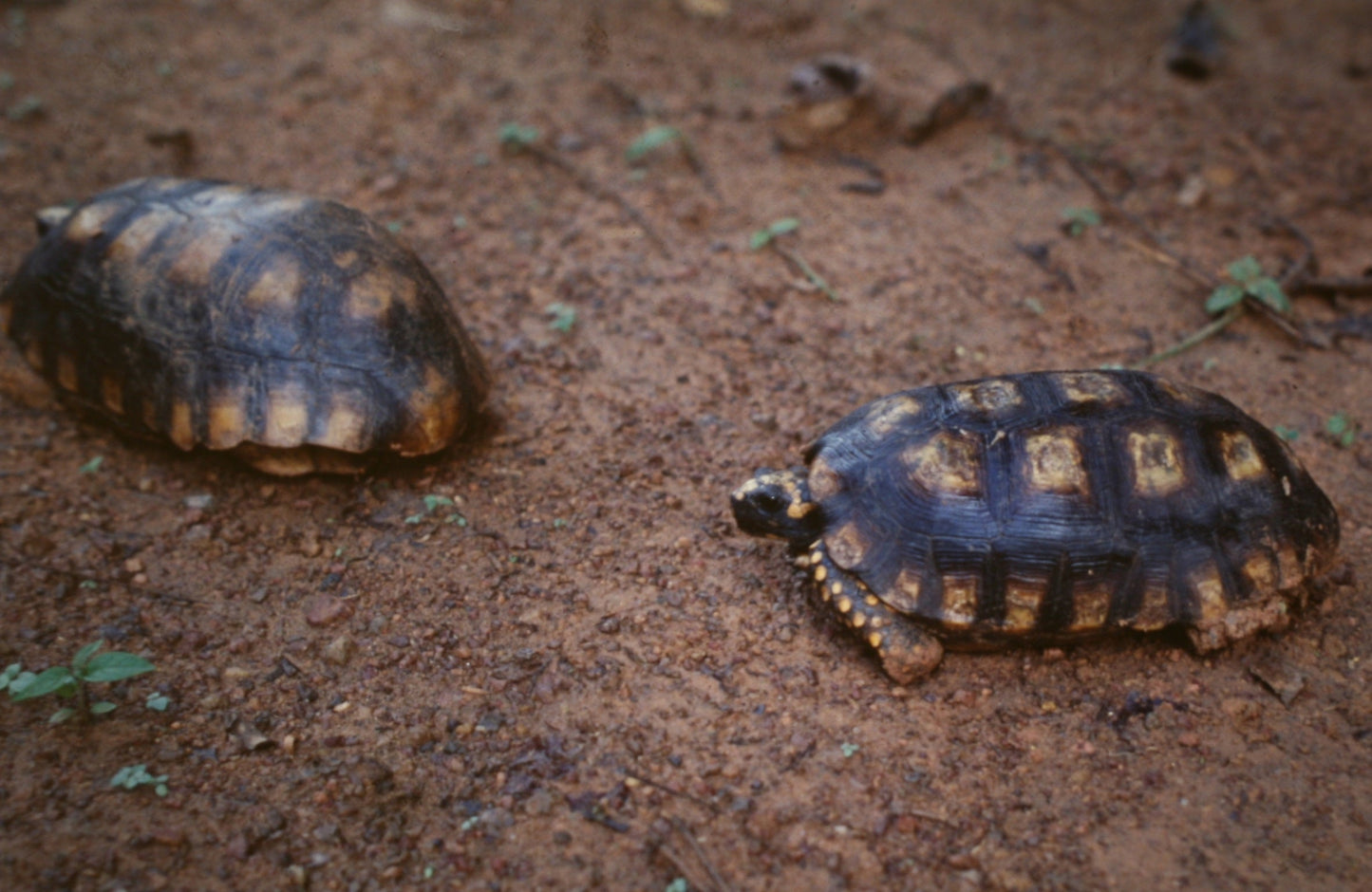 Extinct Chelonoidis Turtle Glossy Poster Picture Photo Print Banner Booma Prints