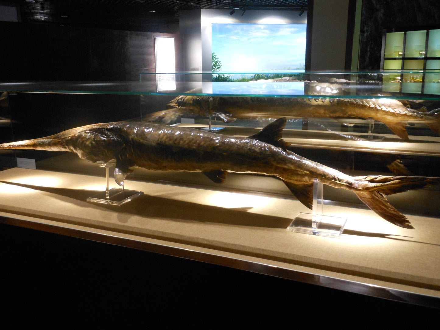 Extinct Chinese Paddlefish Glossy Poster Picture Photo Print Banner Booma Prints