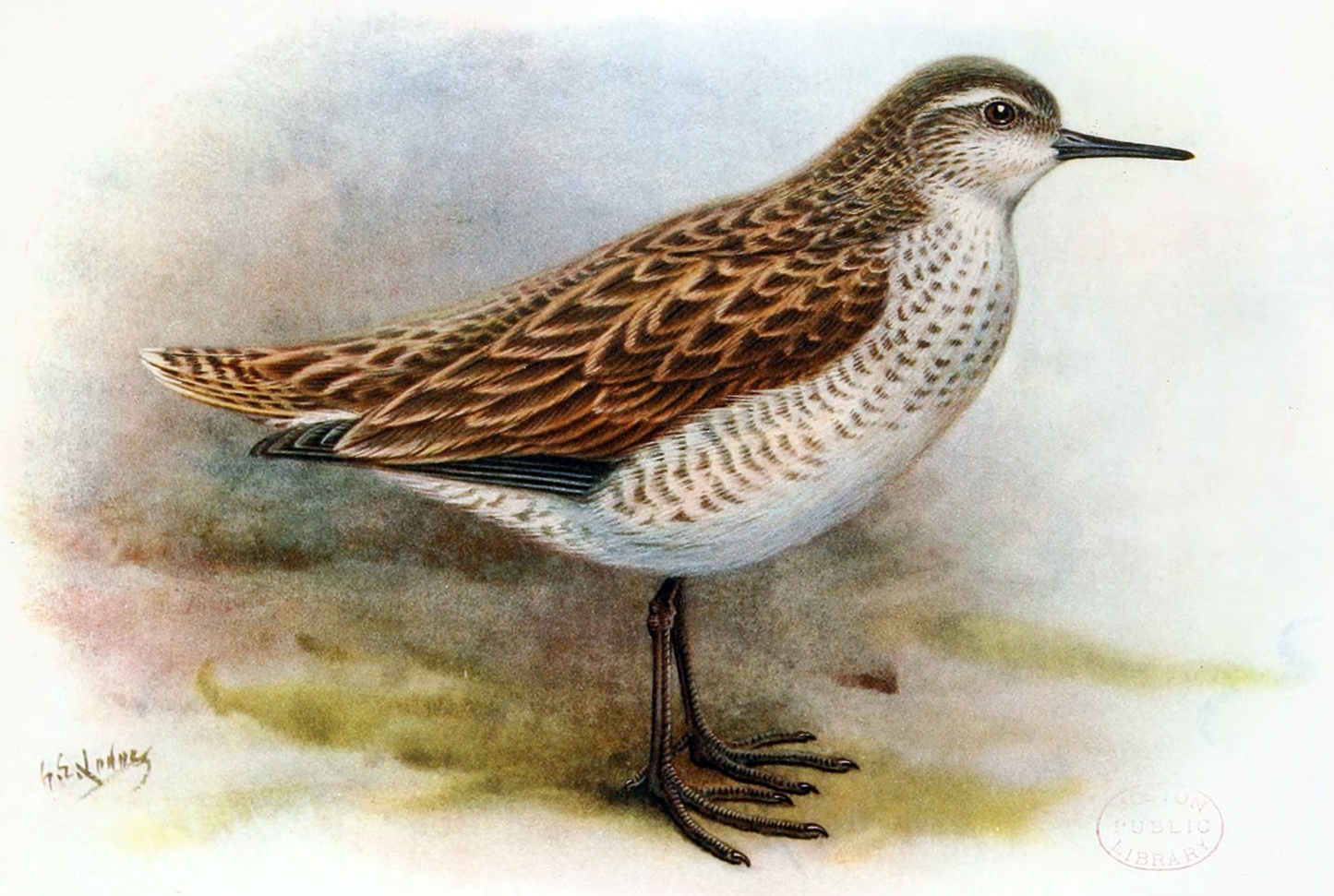 Extinct Christmas Sandpiper Bird Glossy Poster Picture Photo Print Banner Booma Prints