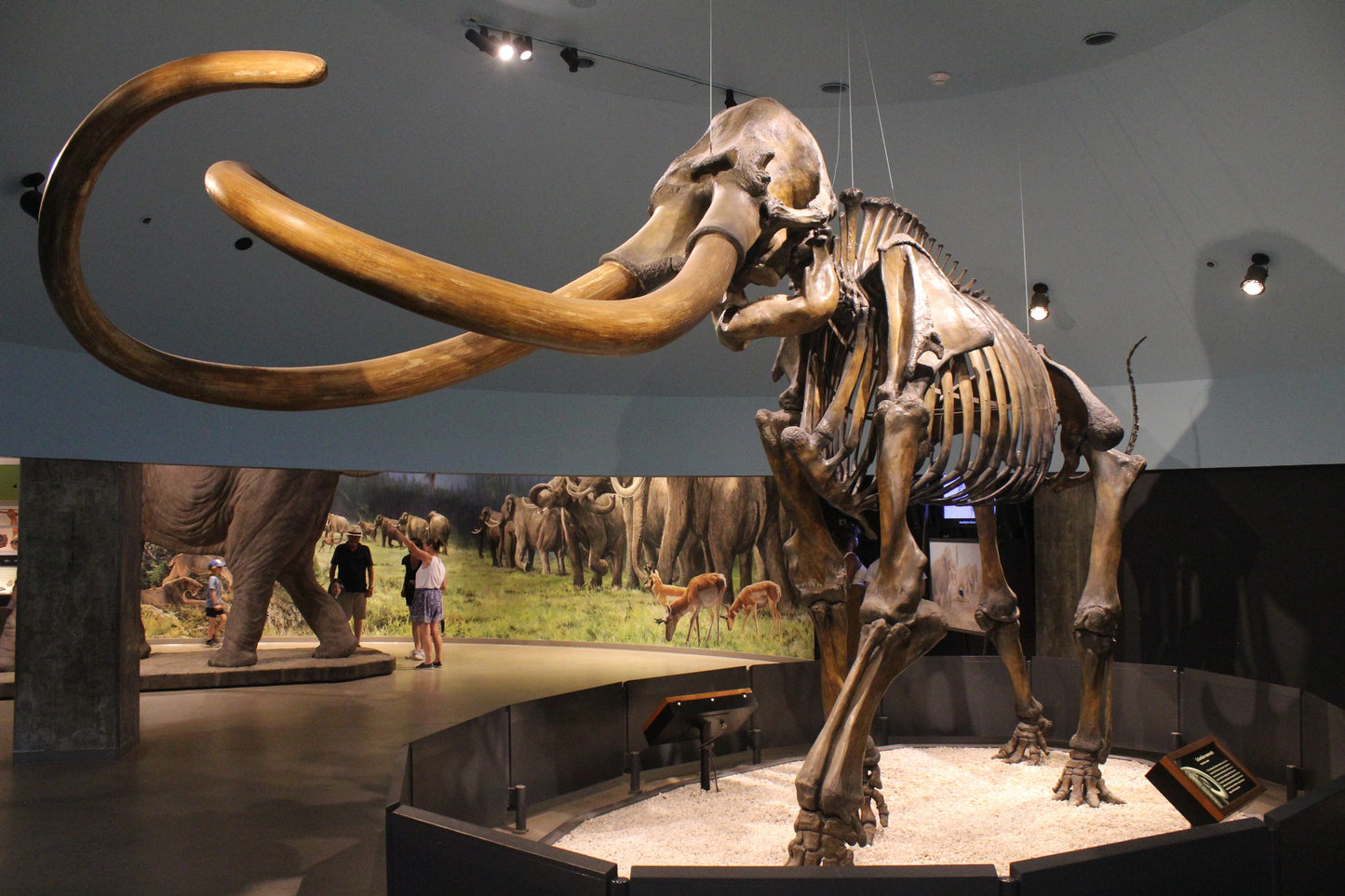 Columbian Mammoth Skeleton Glossy Poster Picture Photo Print Banner Booma Prints