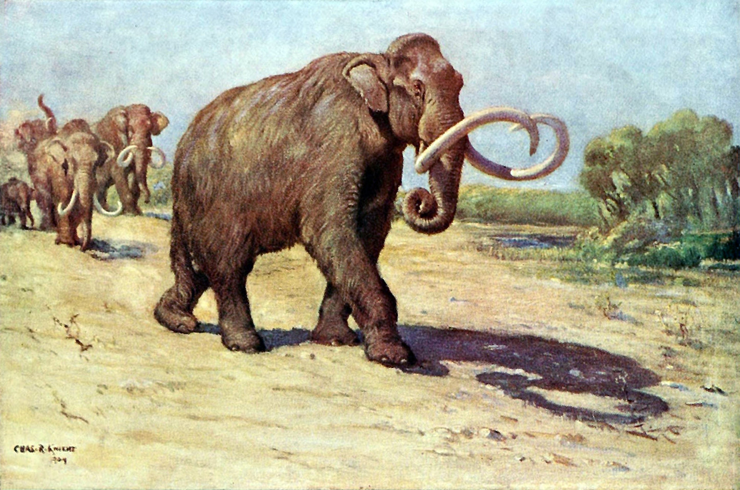 Extinct Columbian Mammoth Glossy Poster Picture Photo Print Banner Booma Prints