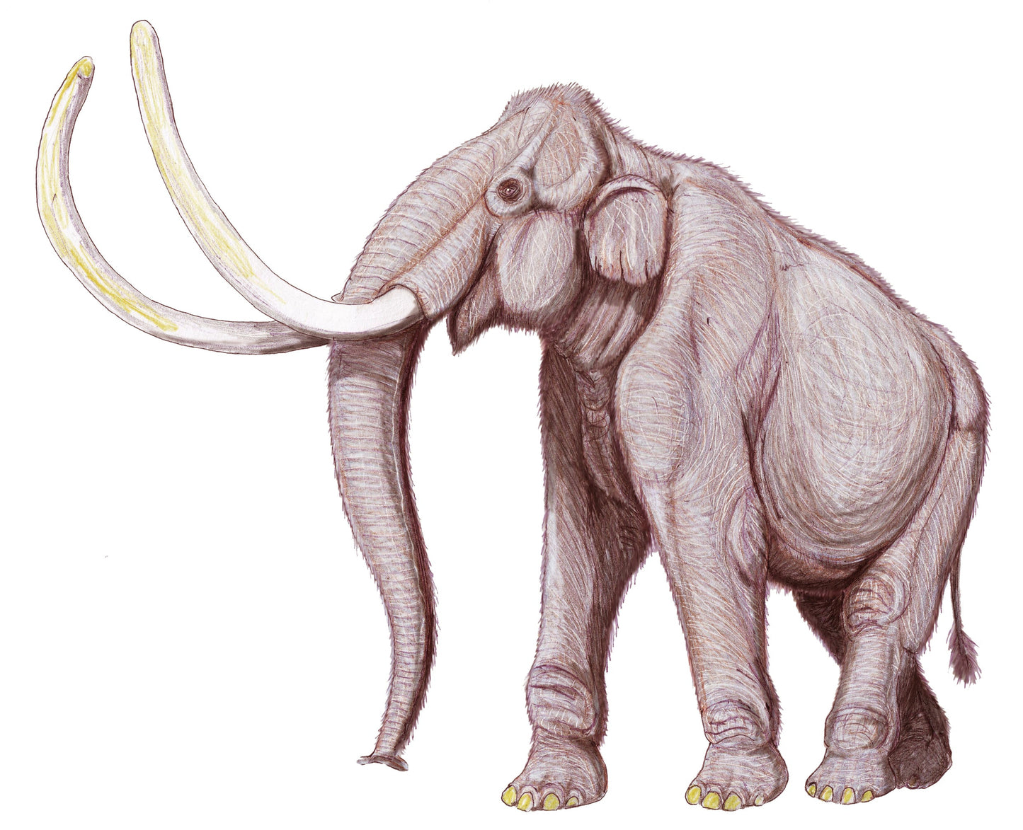 Extinct Columbian Mammoth America Glossy Poster Picture Photo Print Banner Booma Prints