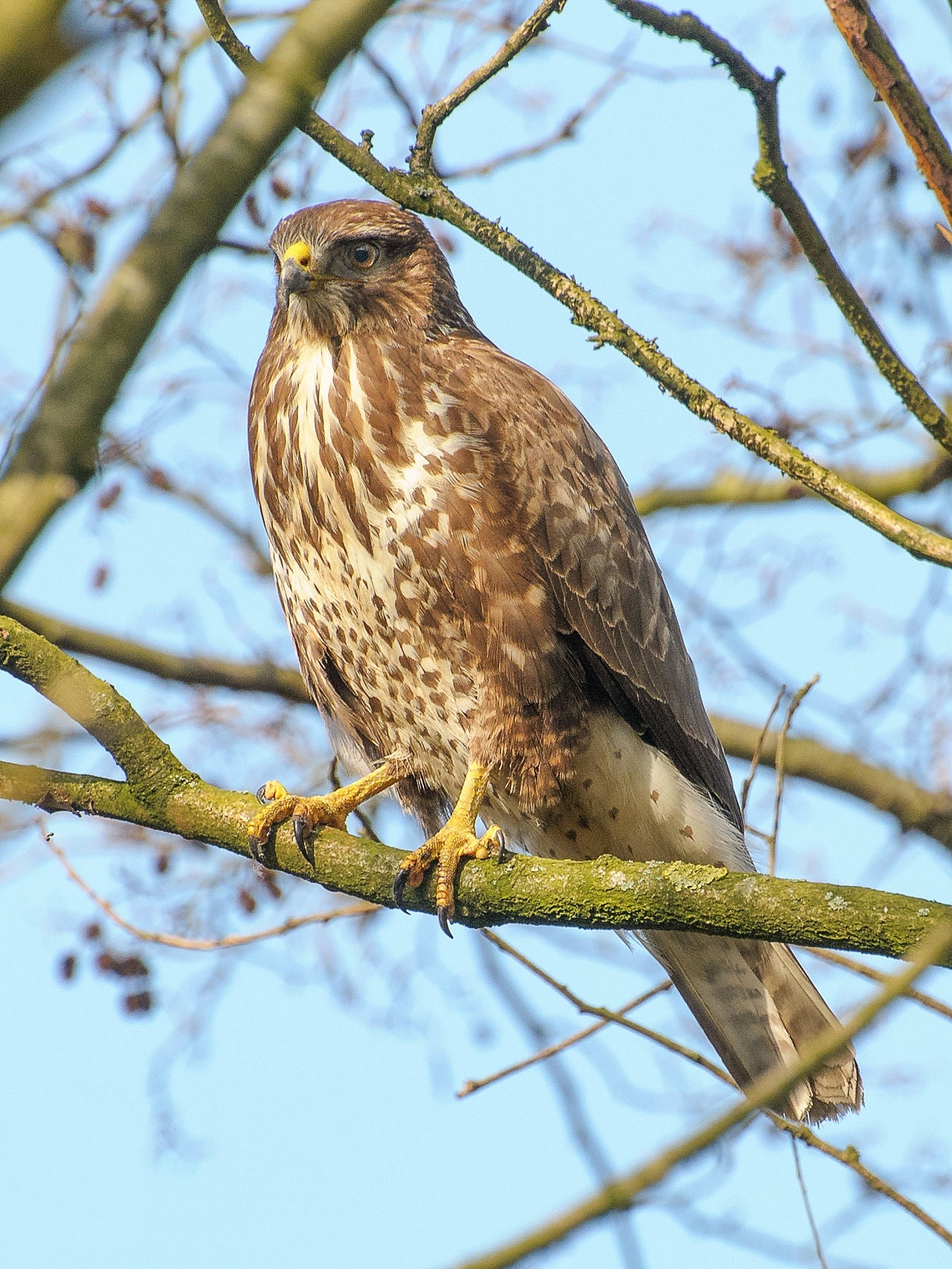 Extinct Common Buzzard Bird Glossy Poster Picture Photo Print Banner Booma Prints