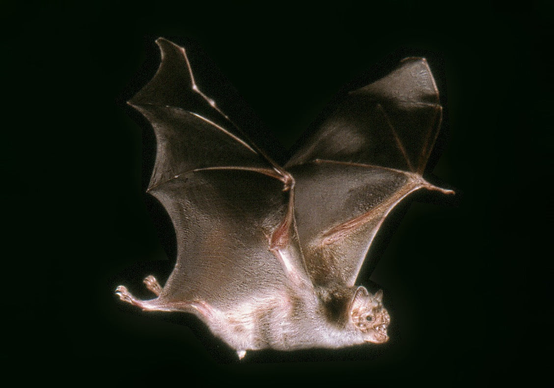 Extinct Common Vampire Bat Glossy Poster Picture Photo Print Banner Booma Prints