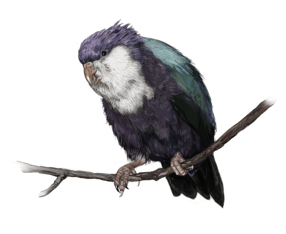 Extinct Conquered Lorikeet Bird Glossy Poster Picture Photo Print Banner Booma Prints