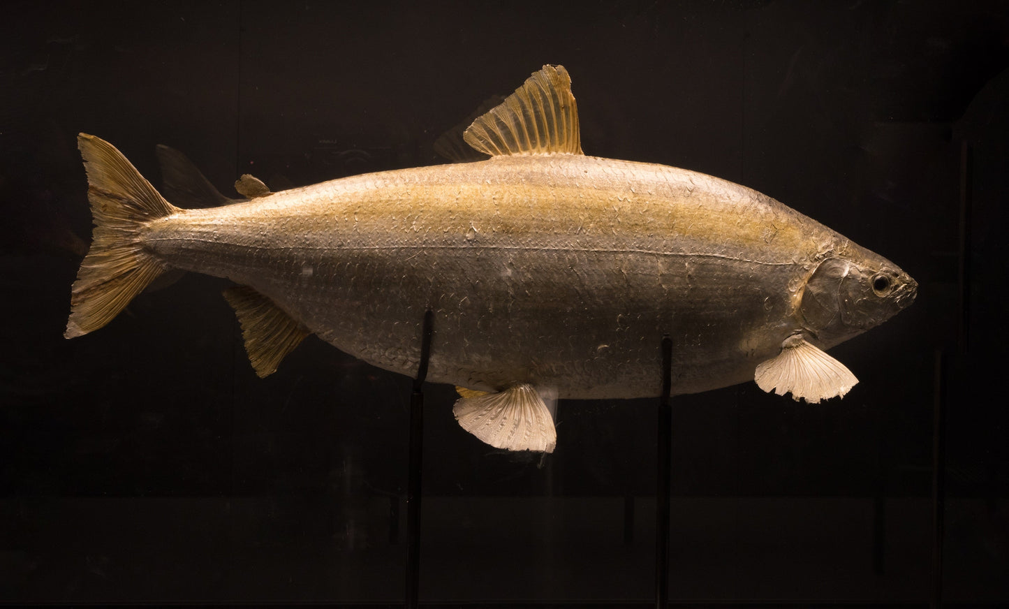 Extinct Coregonus Fera Fish Glossy Poster Picture Photo Print Banner Booma Prints
