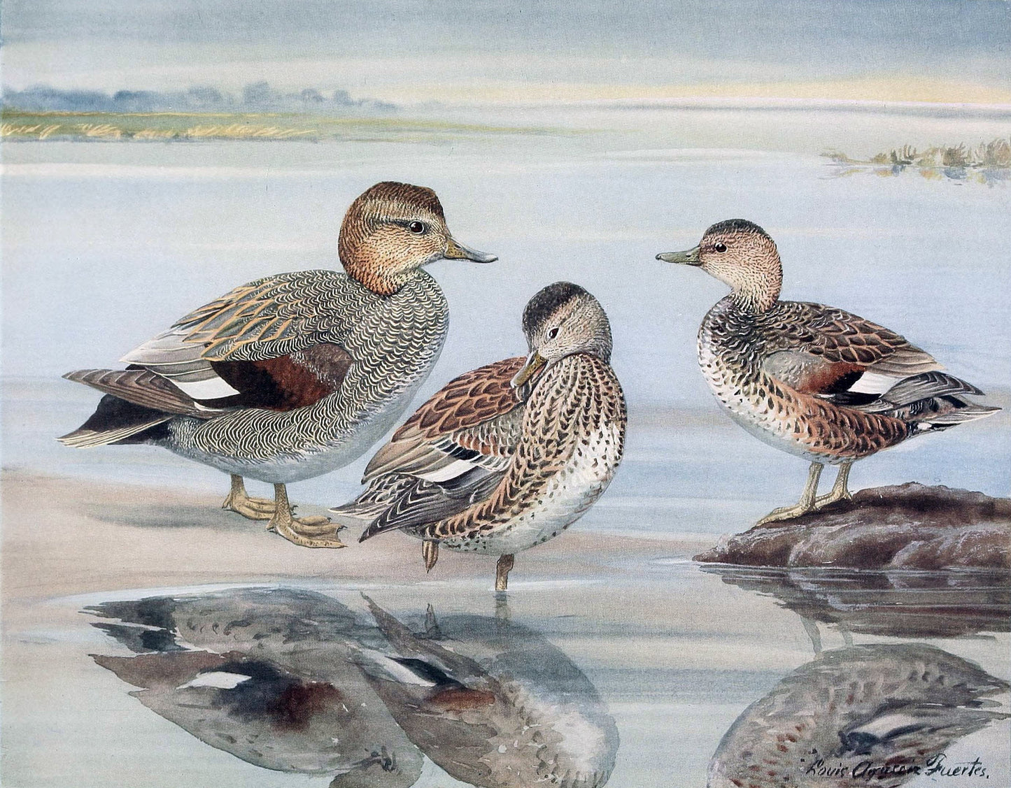 Extinct Coues'S Gadwall Duck Glossy Poster Picture Photo Print Banner Booma Prints