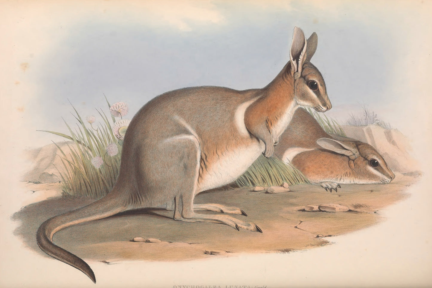 Crescent Nail Tail Wallaby Glossy Poster Picture Photo Print Banner Booma Prints