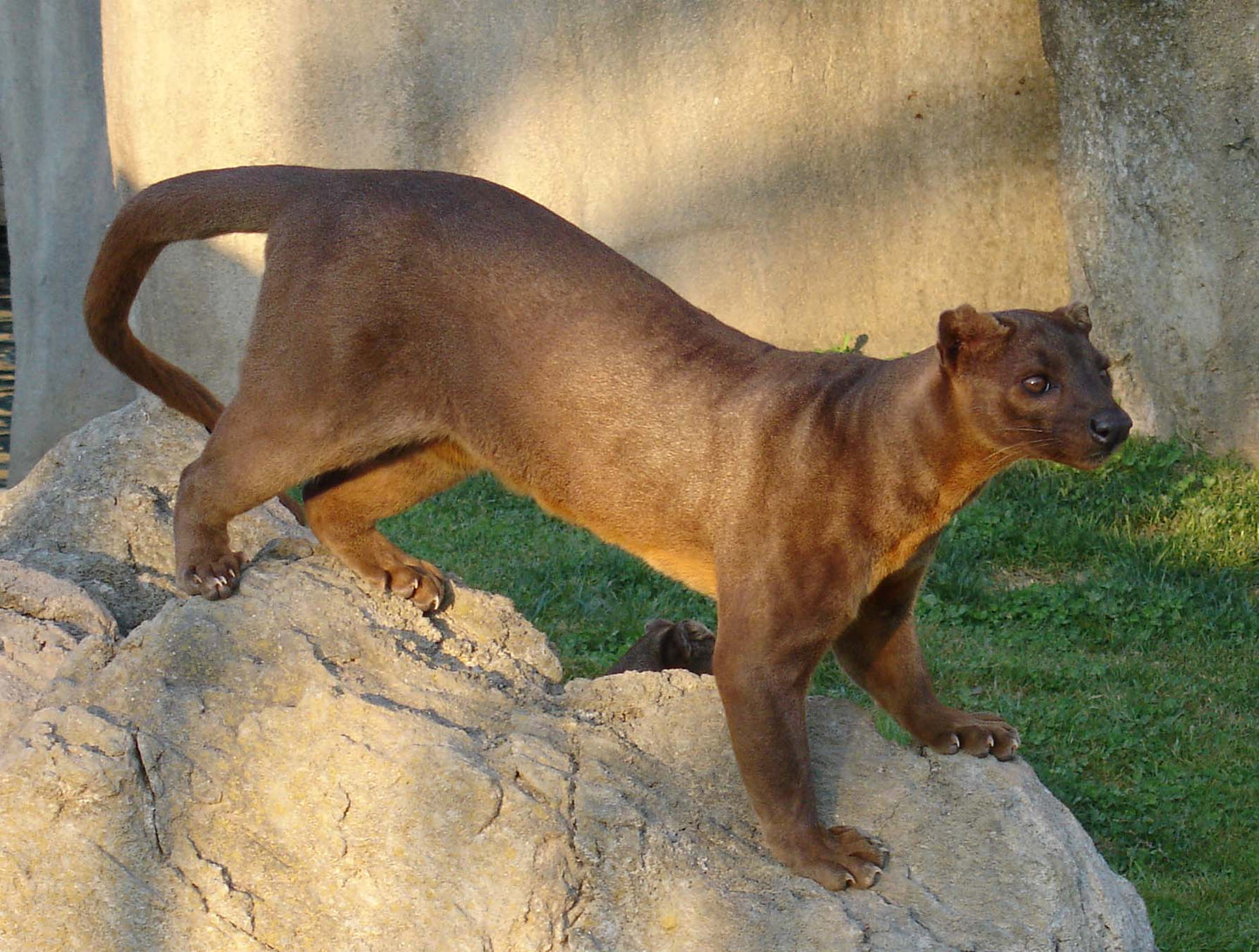Extinct Cryptoprocta Spelea Fossa Glossy Poster Picture Photo Print Banner Booma Prints
