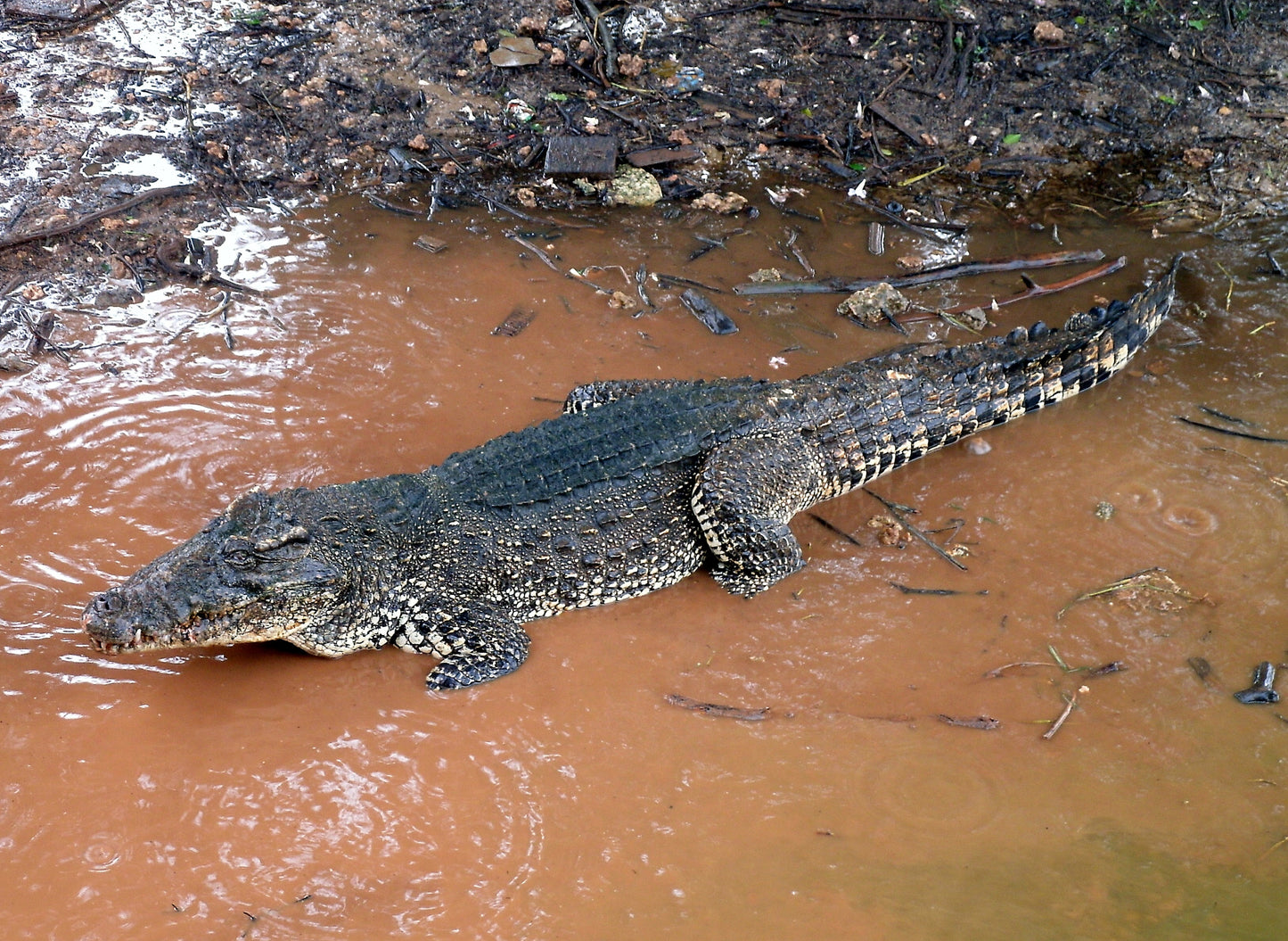 Extinct  Cuban Crocodile Glossy Poster Picture Photo Print Banner Booma Prints