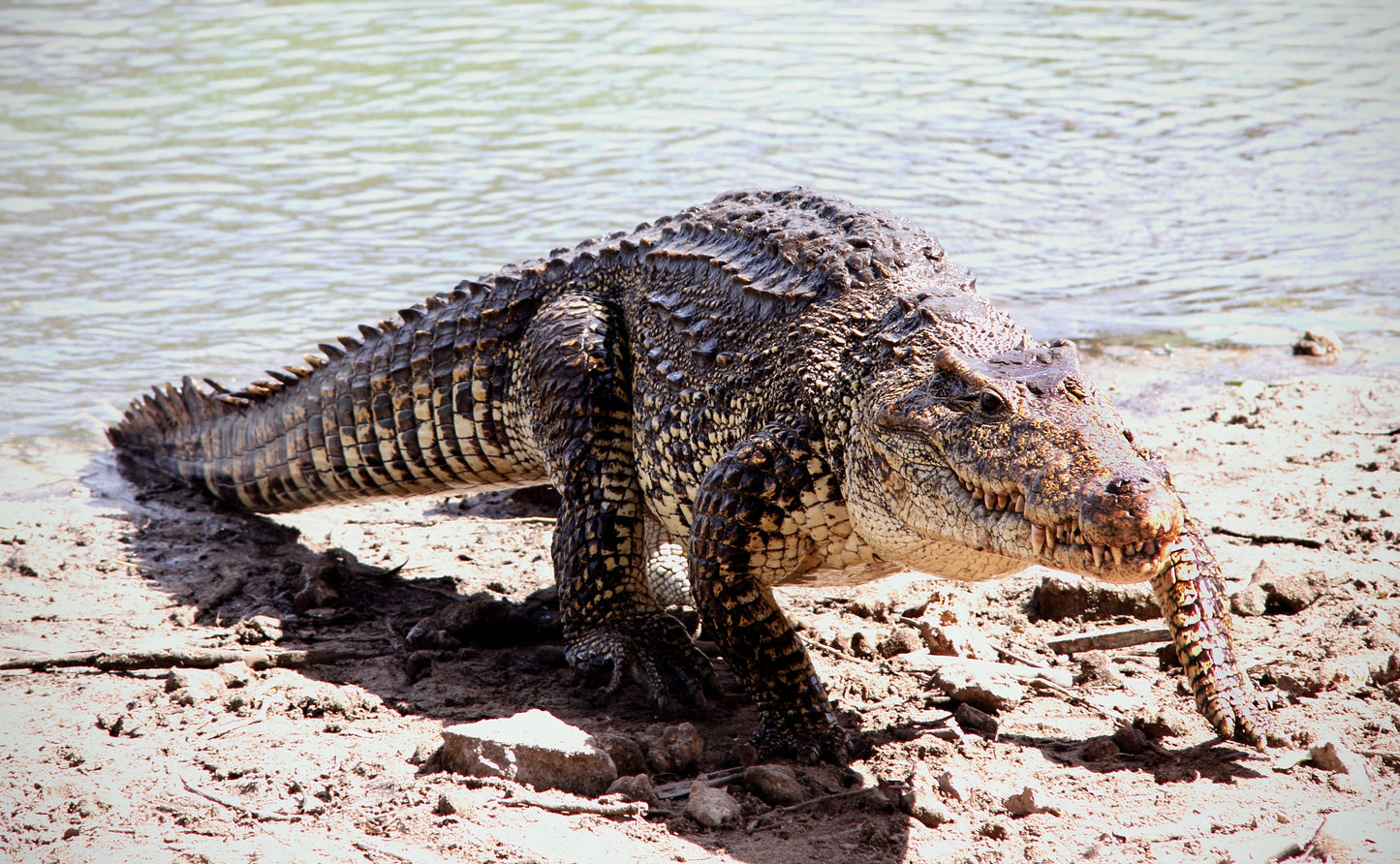 Extinct Cuban Crocodile Endemic Glossy Poster Picture Photo Print Banner Booma Prints