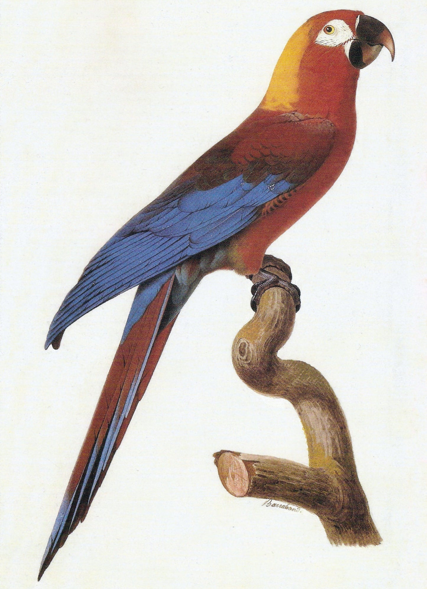Extinct Cuban Macaw Glossy Poster Picture Photo Print Banner Booma Prints