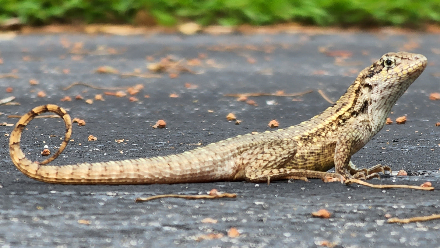 Extinct Curly Tailed Lizard Glossy Poster Picture Photo Print Banner Booma Prints