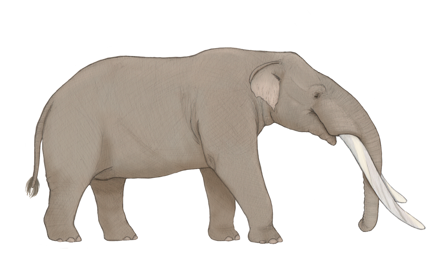 Extinct Cuvieronius Gomphotheres Glossy Poster Picture Photo Print Banner Booma Prints