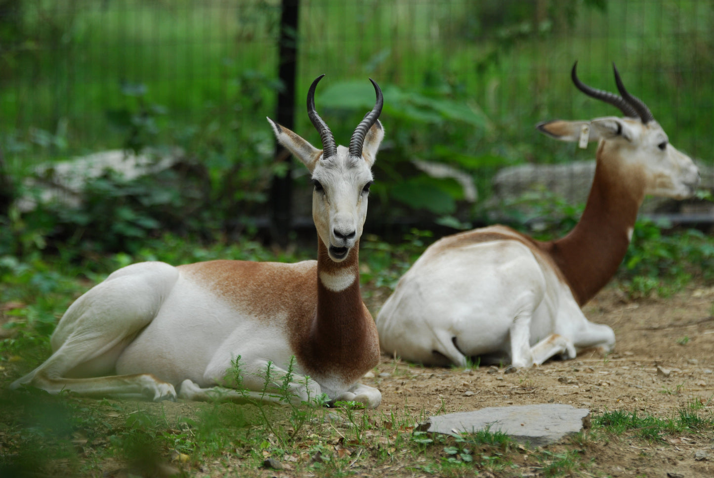 Extinct Dama Gazelle Addra Glossy Poster Picture Photo Print Banner Booma Prints