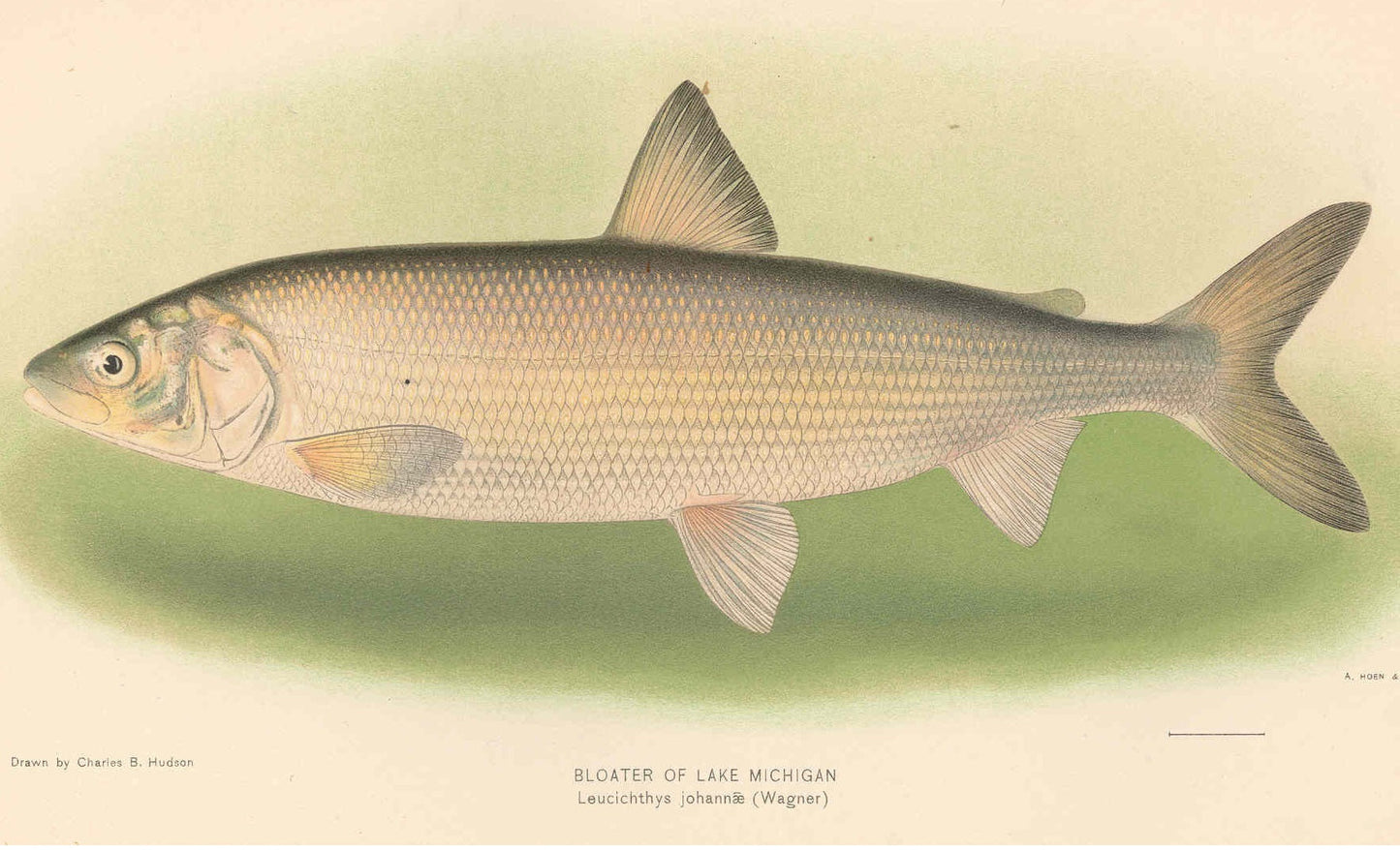 Extinct Deepwater Cisco Fish Glossy Poster Picture Photo Print Banner Booma Prints