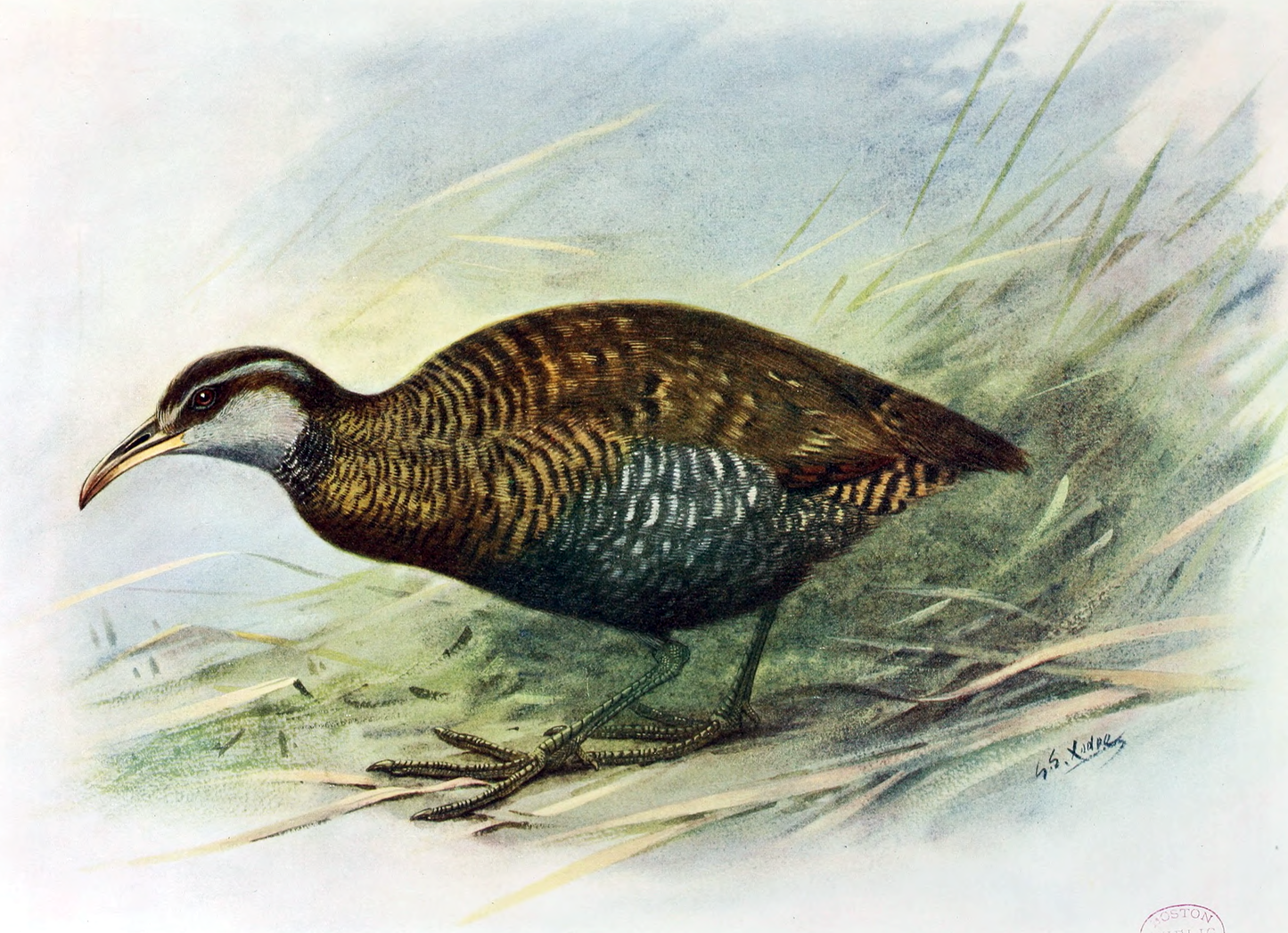 Extinct Dieffenbach'S Rail Glossy Poster Picture Photo Print Banner Booma Prints
