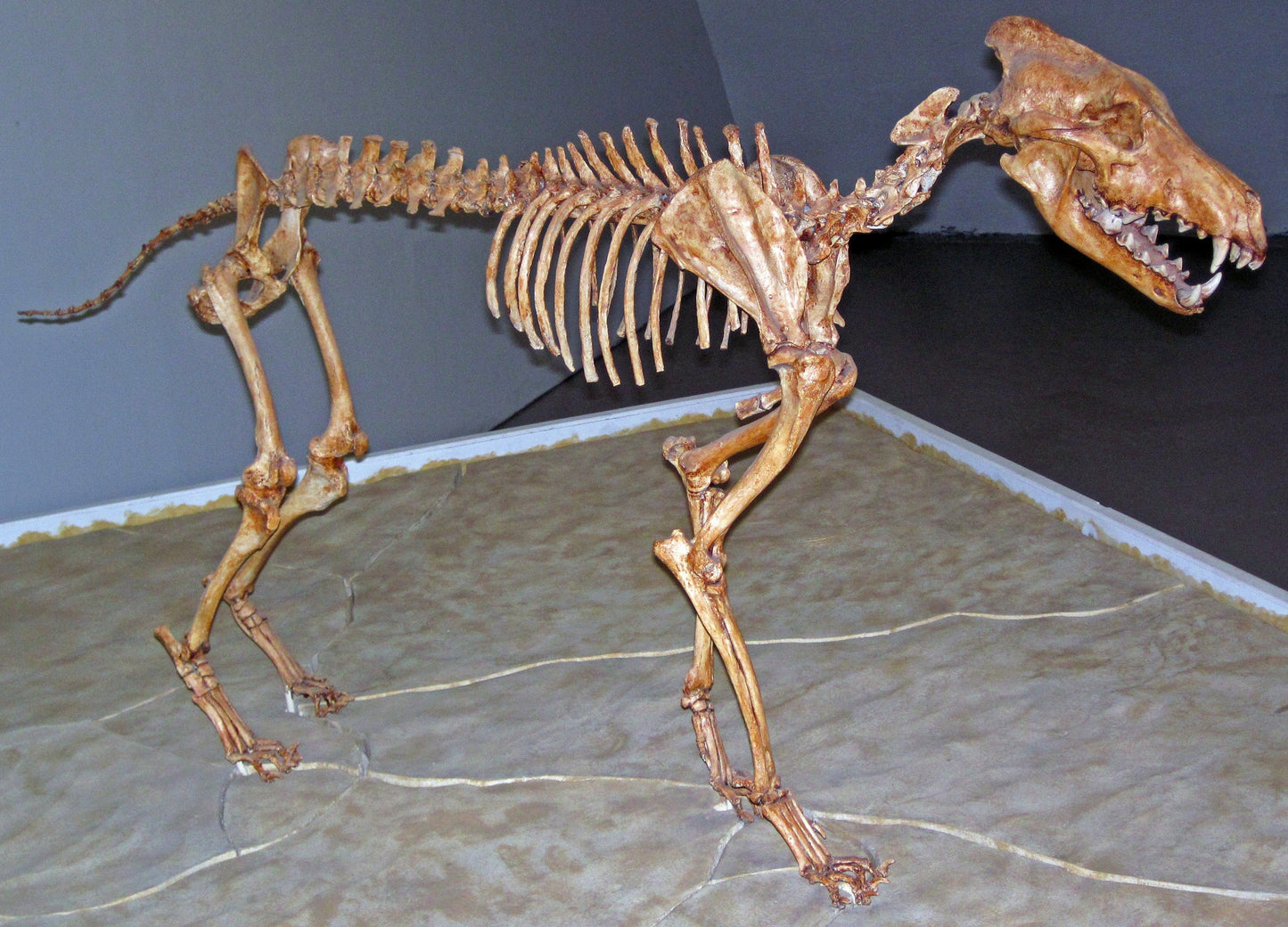 Extinct Dire Wolf Skeleton Glossy Poster Picture Photo Print Banner Booma Prints