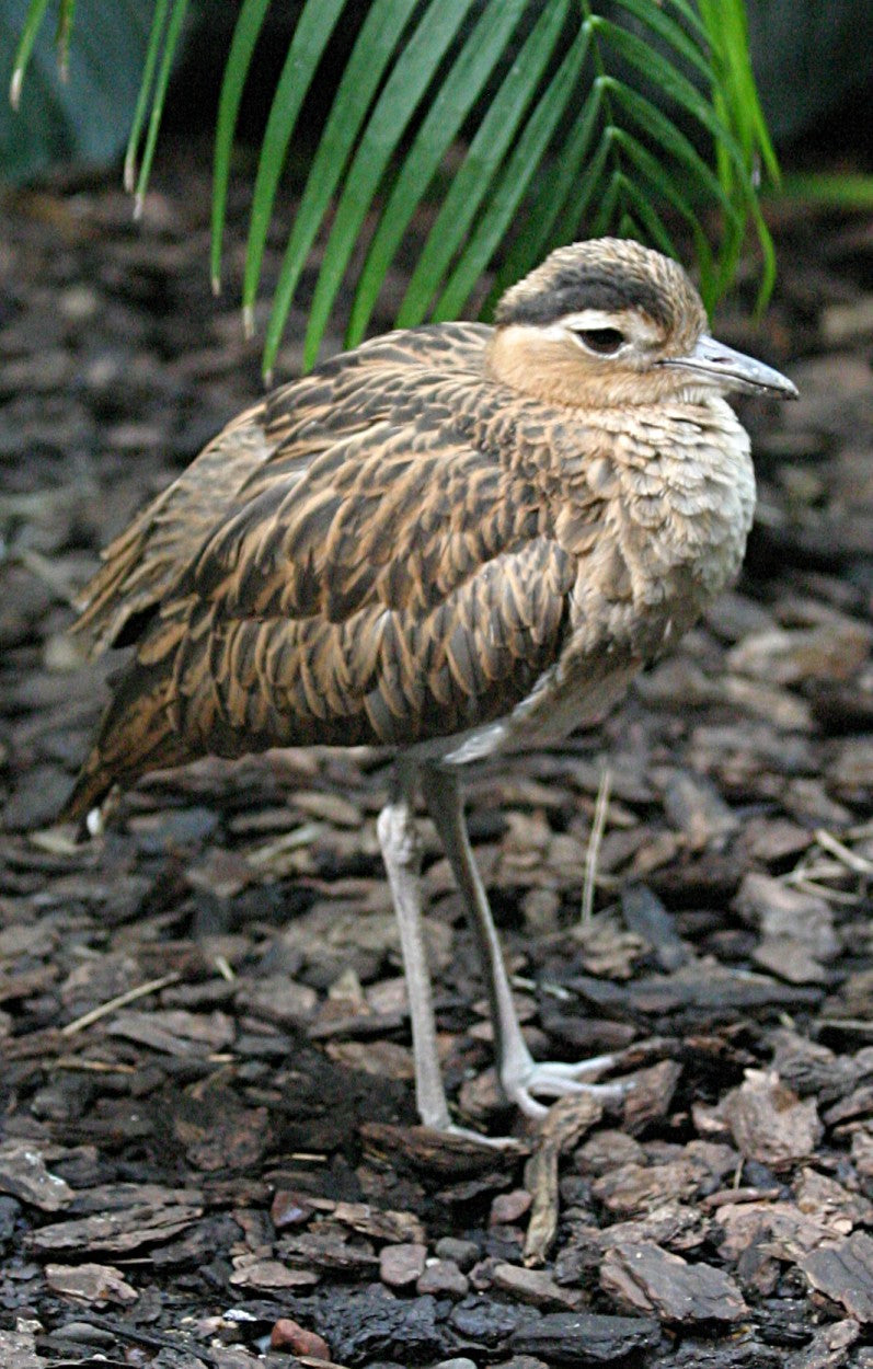 Extinct Double Striped Thick Knee Glossy Poster Picture Photo Print Banner Booma Prints