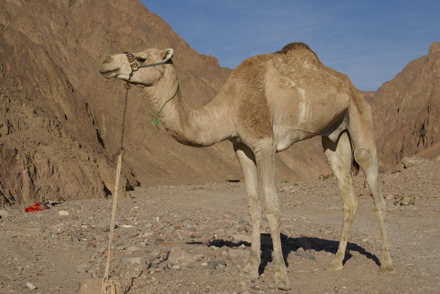 Extinct Dromedary Arabian Camel Glossy Poster Picture Photo Print Banner Booma Prints