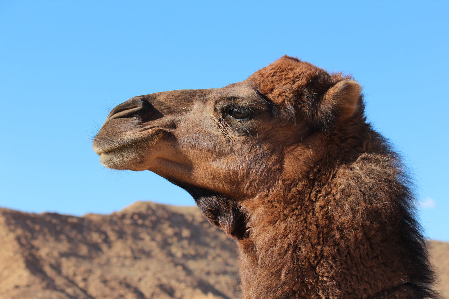 Extinct Dromedary 1 Hump Camel Glossy Poster Picture Photo Print Banner Booma Prints