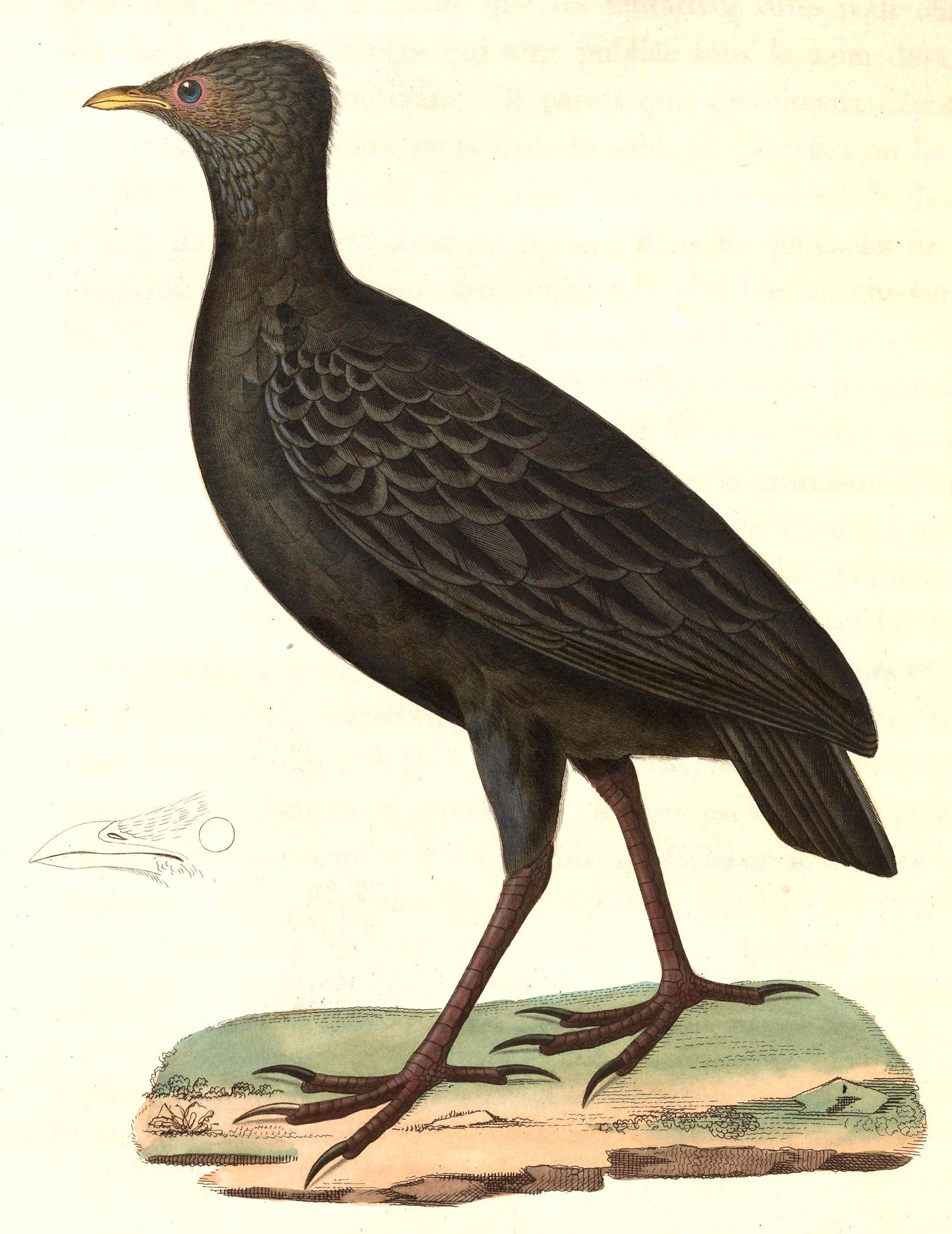 Extinct Dusky Megapode Bird Glossy Poster Picture Photo Print Banner Booma Prints