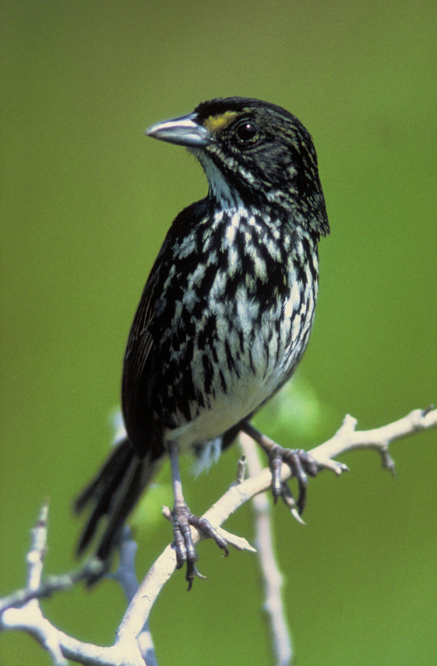 Extinct Dusky Seaside Sparrow Glossy Poster Picture Photo Print Banner Booma Prints