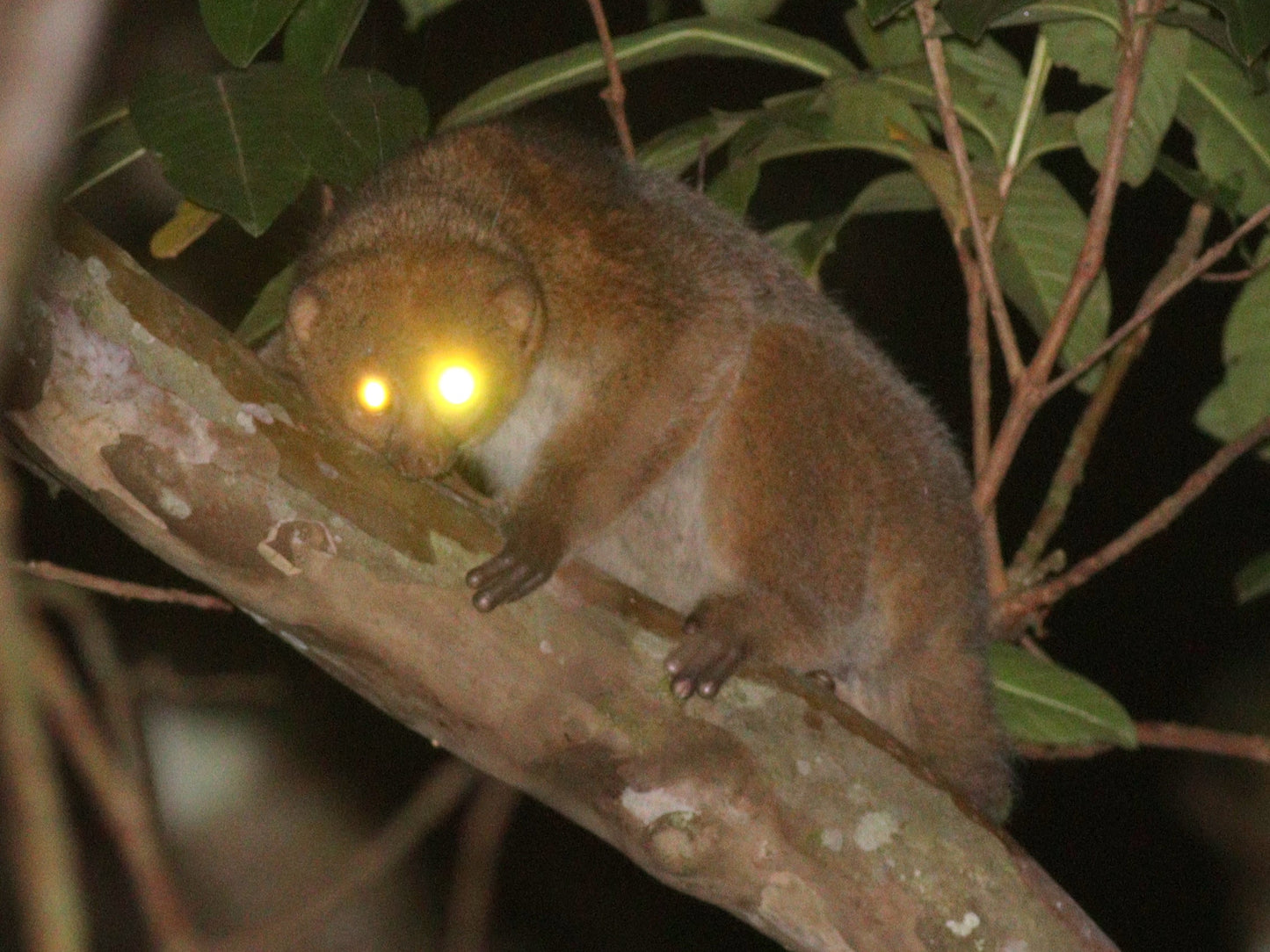 Extinct East African Potto Glossy Poster Picture Photo Print Banner Booma Prints