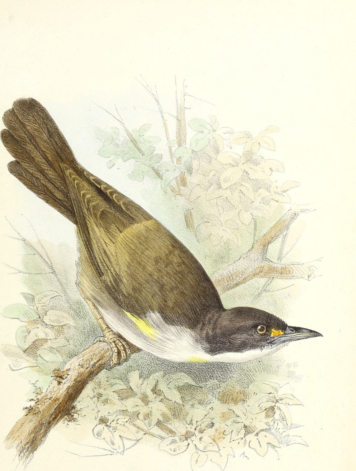 Extinct Eastern Chat Tanager Glossy Poster Picture Photo Print Banner Booma Prints