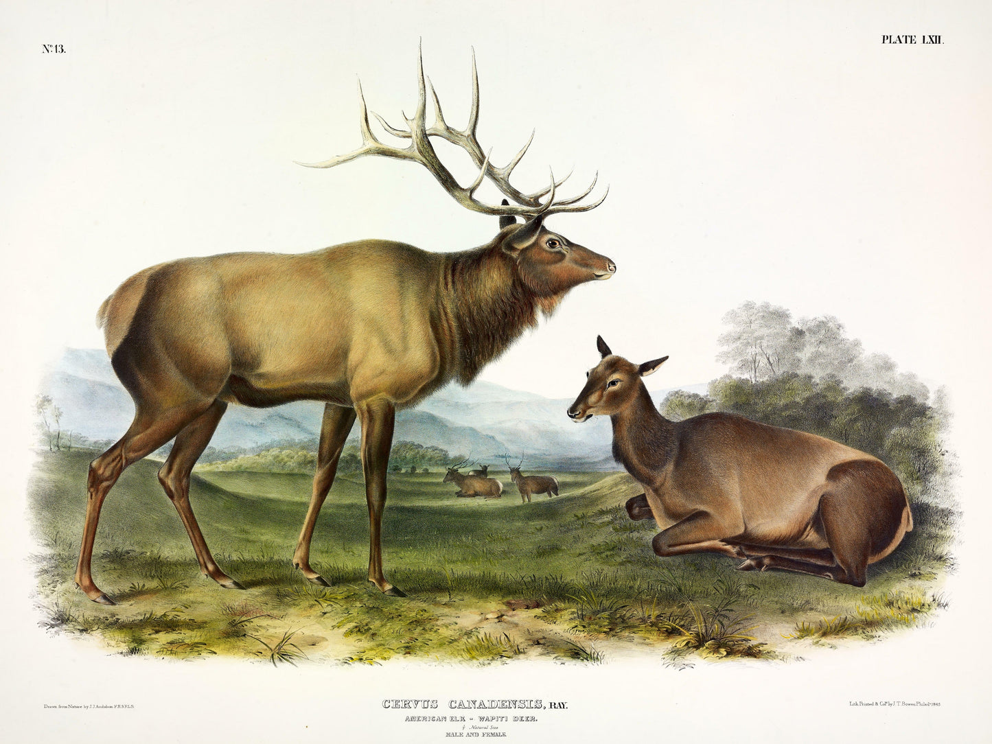 Extinct Eastern Elk Usa Glossy Poster Picture Photo Print Banner Booma Prints