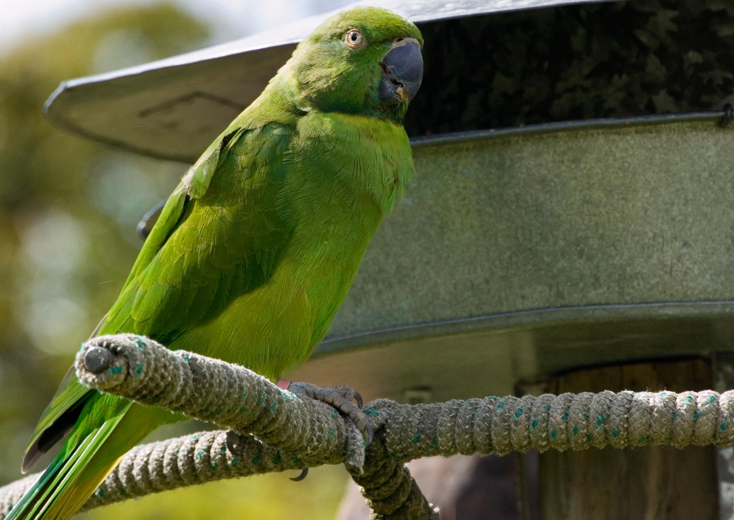Extinct Echo Parakeet Mascarene Glossy Poster Picture Photo Print Banner Booma Prints