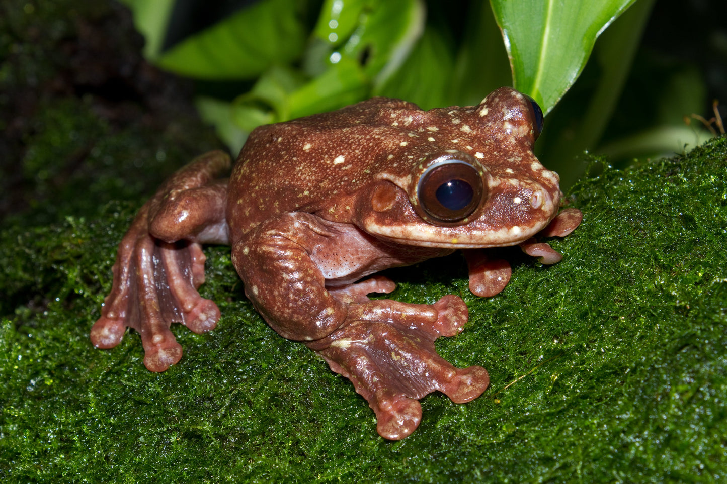Rabb'S Fringe Limbed Treefrog Glossy Poster Picture Photo Print Banner Booma Prints