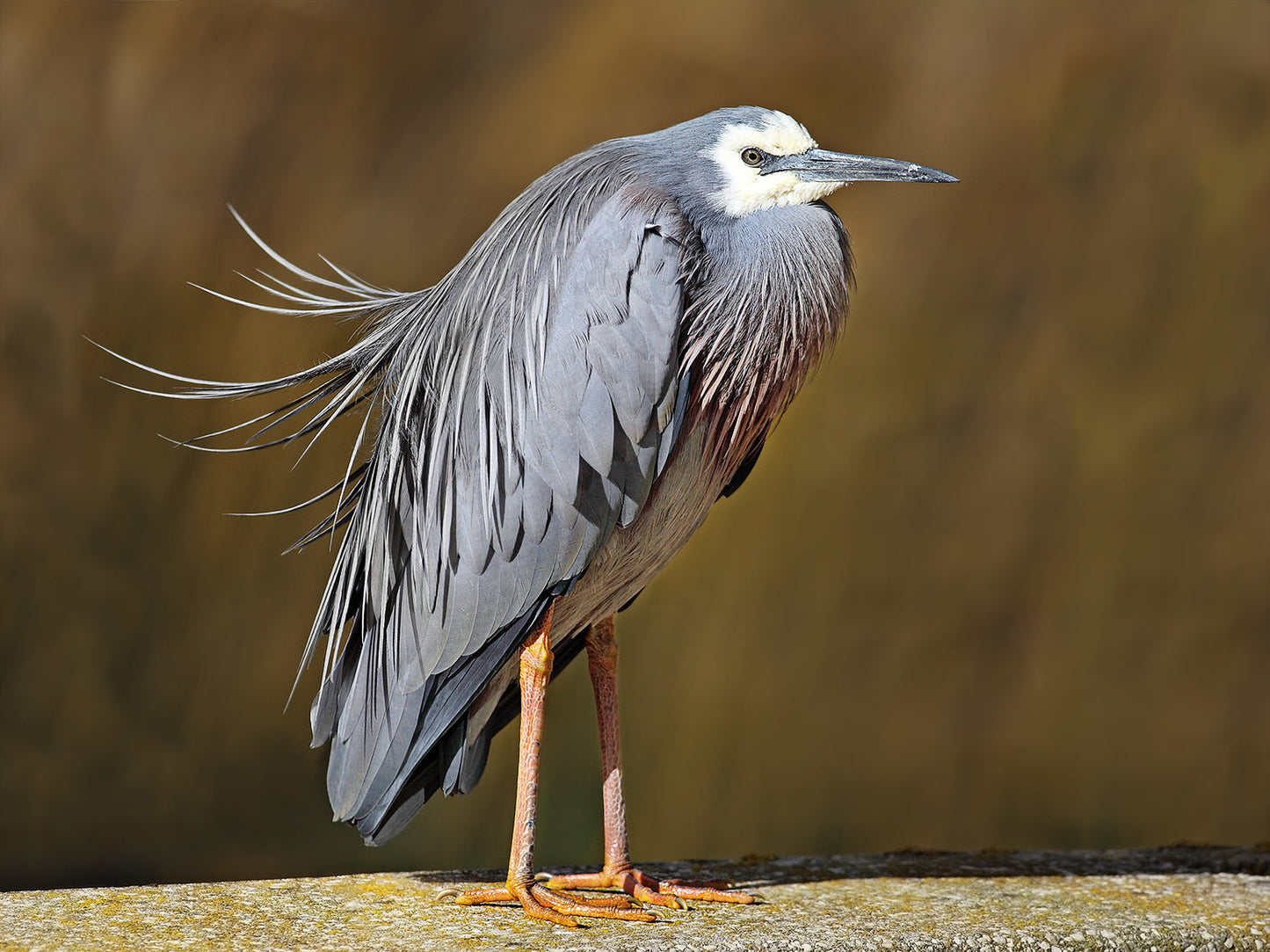 Egretta Heron Egret Bird Glossy Poster Picture Photo Print Banner Booma Prints