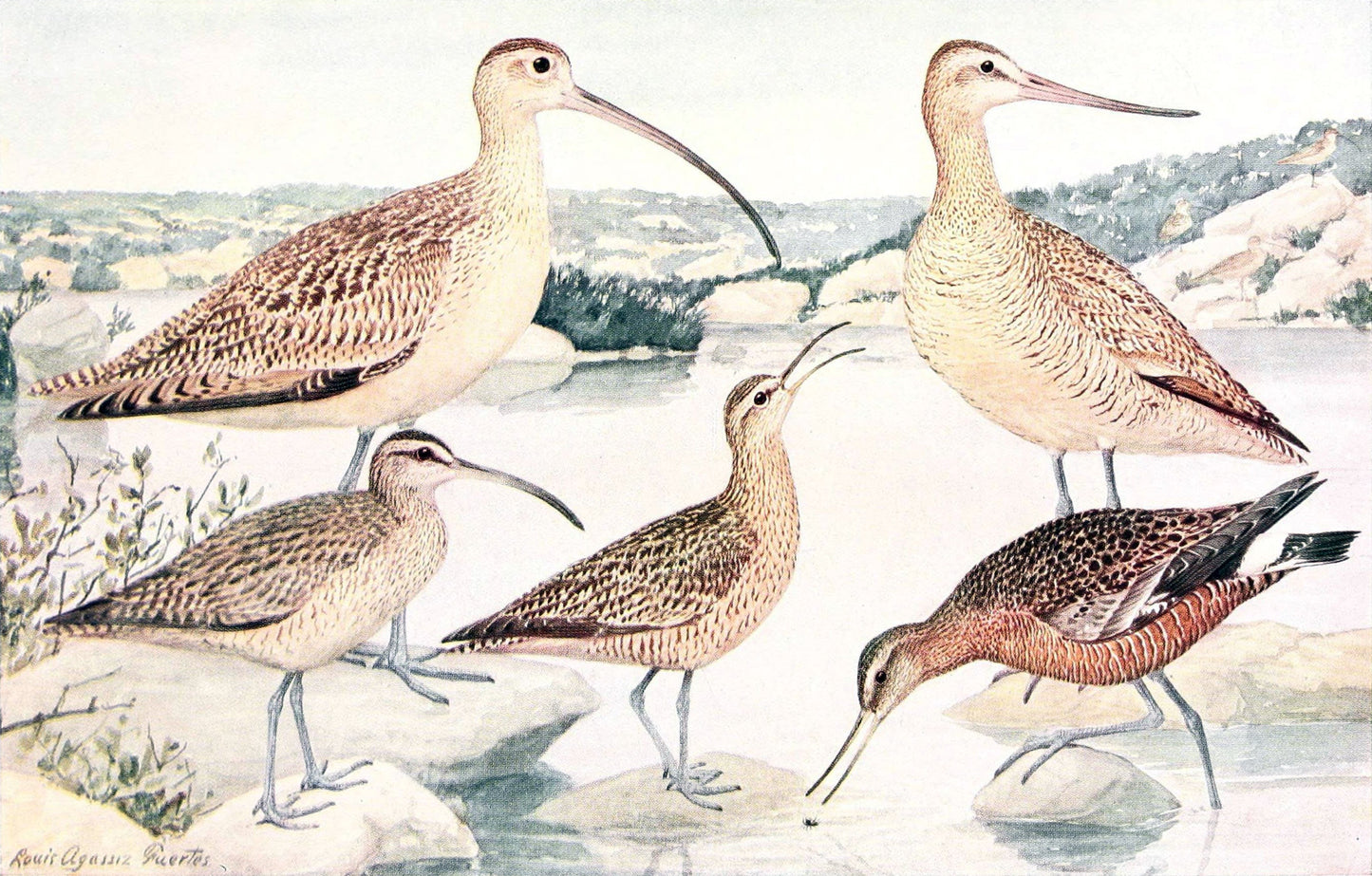 Extinct Eskimo Curlew Bird Glossy Poster Picture Photo Print Banner Booma Prints