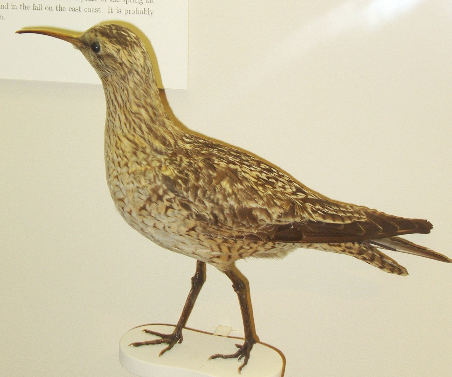 Extinct Eskimo Northern Curlew Glossy Poster Picture Photo Print Banner Booma Prints