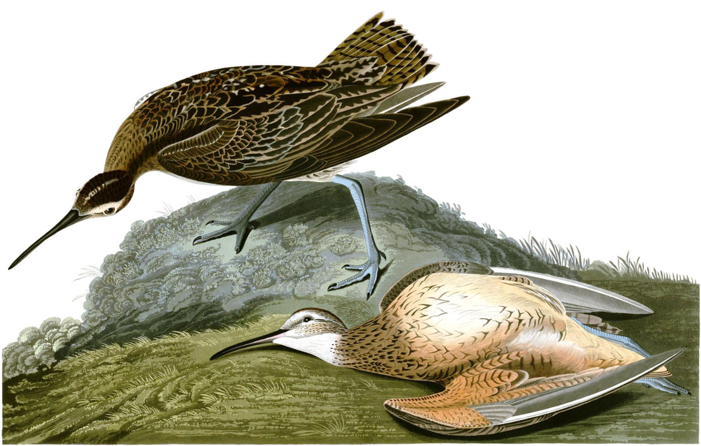 Extinct Eskimo Curlew Shorebird Glossy Poster Picture Photo Print Banner Booma Prints