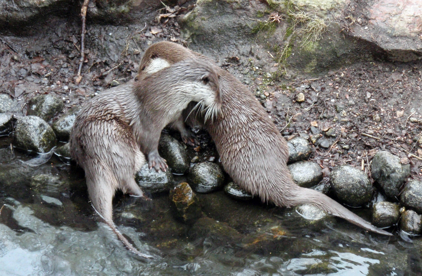 Extinct Eurasian European Otter Glossy Poster Picture Photo Print Banner Booma Prints