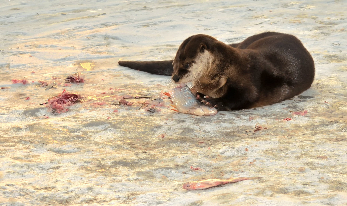 Extinct European River Otter Glossy Poster Picture Photo Print Banner Booma Prints