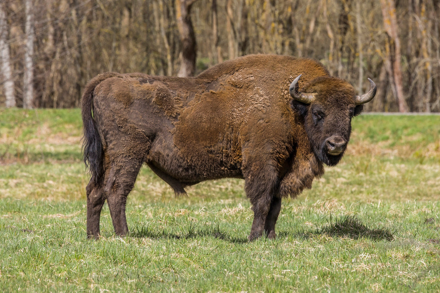 Extinct European Wood Bison Glossy Poster Picture Photo Print Banner Booma Prints