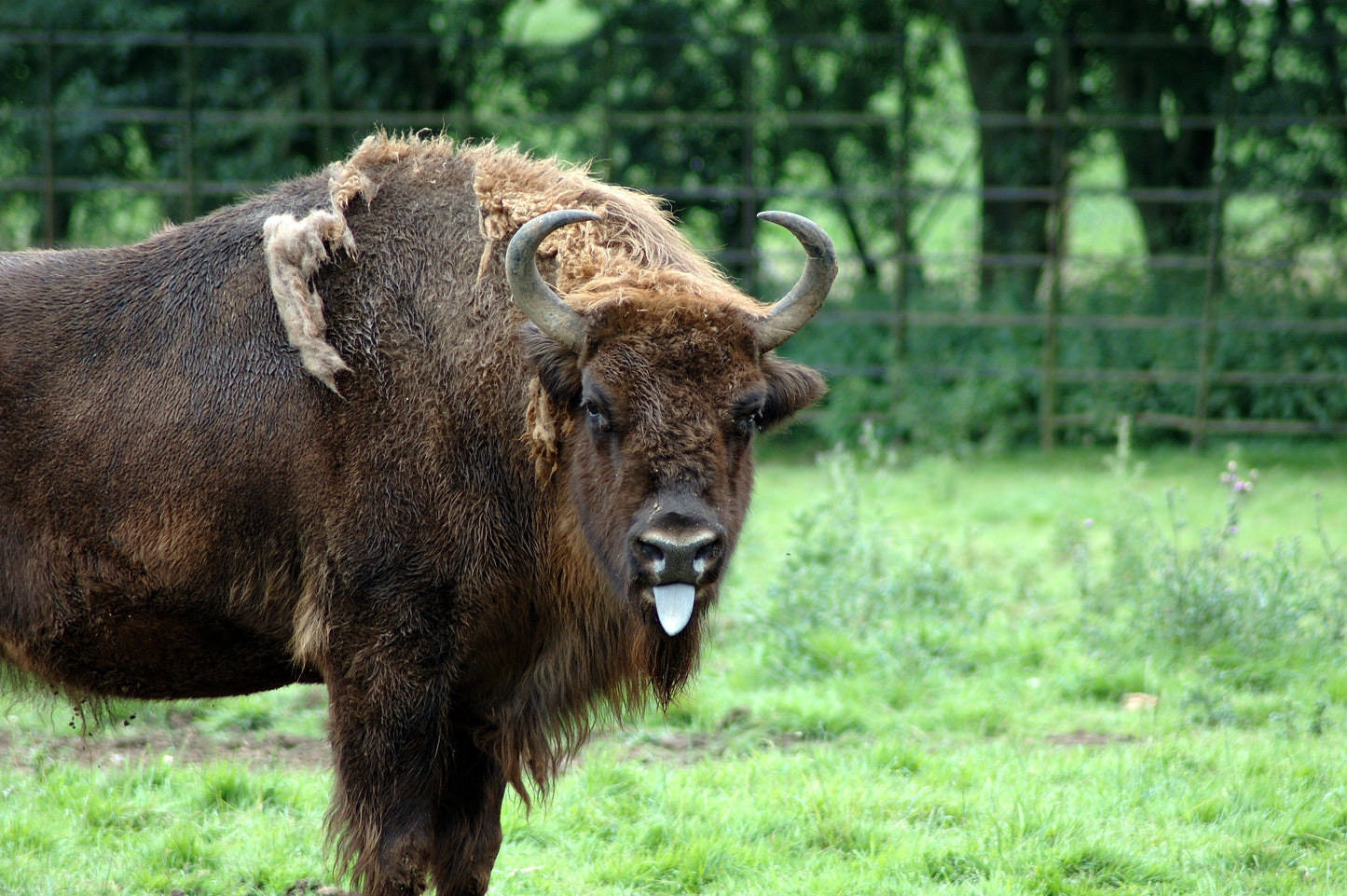 European Wood Bison Buffalo Glossy Poster Picture Photo Print Banner Booma Prints