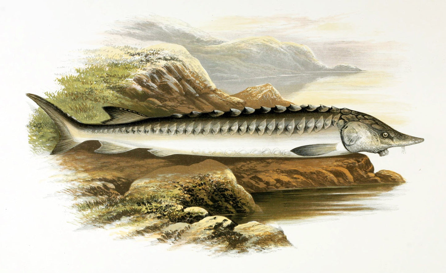 Extinct European Sea Sturgeon Glossy Poster Picture Photo Print Banner Booma Prints