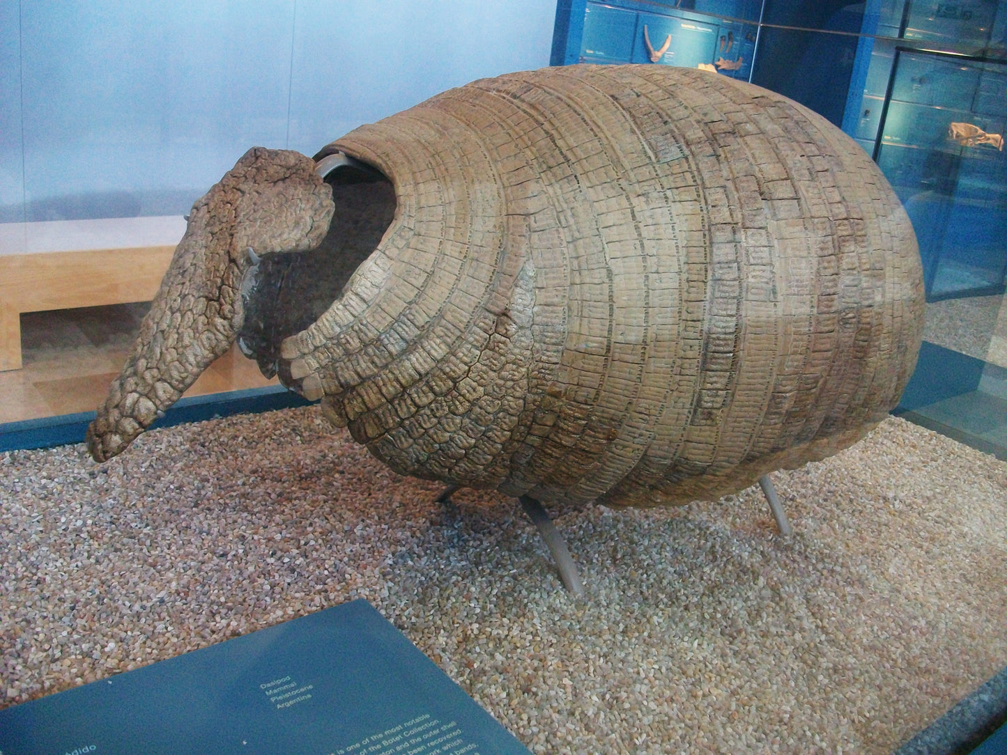 Extinct Eutatas Large Armadillo Glossy Poster Picture Photo Print Banner Booma Prints
