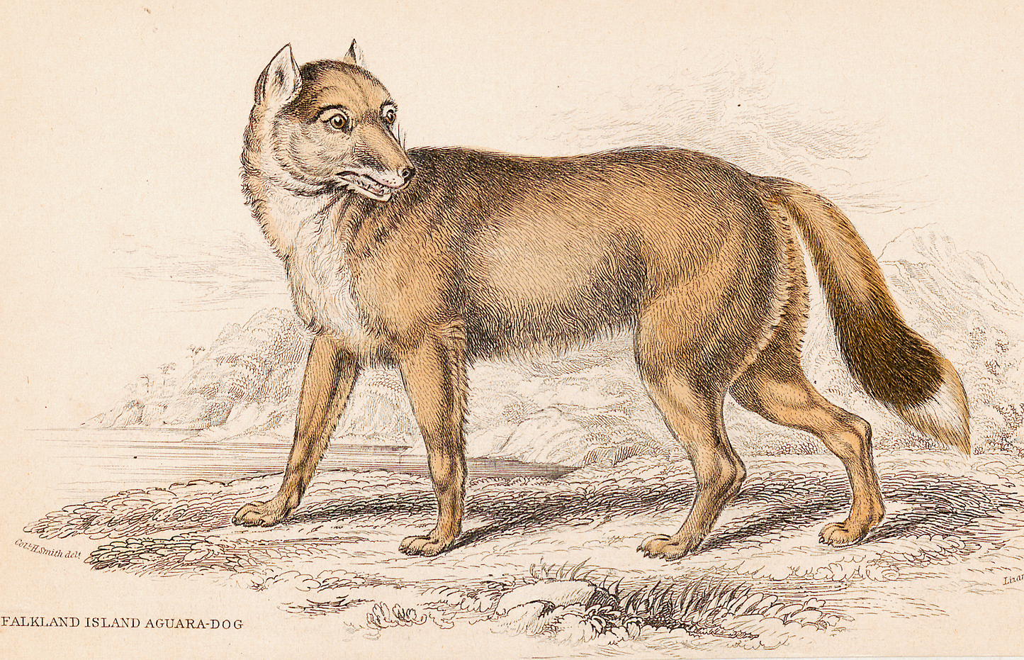Falkland Islands Wolf Warrah Glossy Poster Picture Photo Print Banner Booma Prints