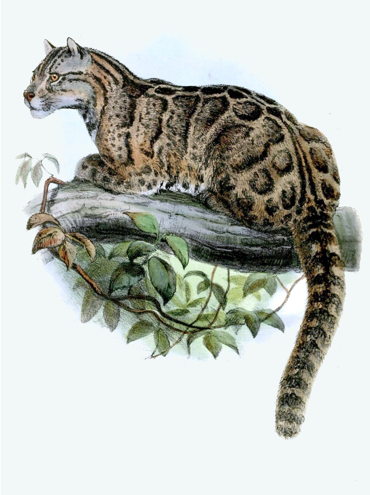 Extinct Formosan Clouded Leopard Glossy Poster Picture Photo Print Banner Booma Prints