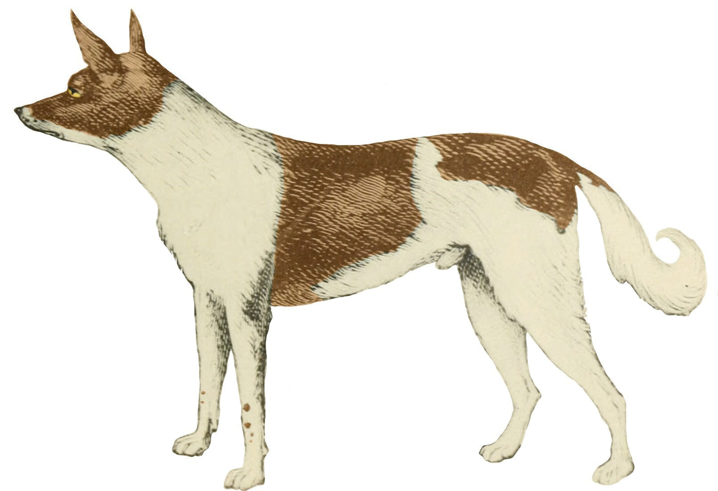 Fuegian Patagonian Yahgan Dog Glossy Poster Picture Photo Print Banner Booma Prints